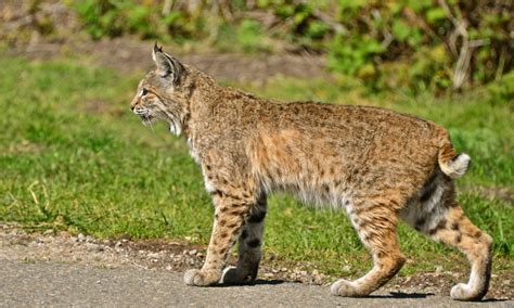 The Ubiquitous Bobcat - Images