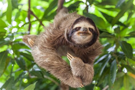 Private Sloth Tour in Costa Rica Rainforest