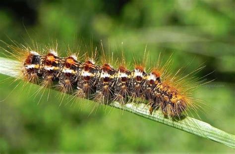 Toxic brown-tail moth caterpillar infestation found near A28 in Hersden ...