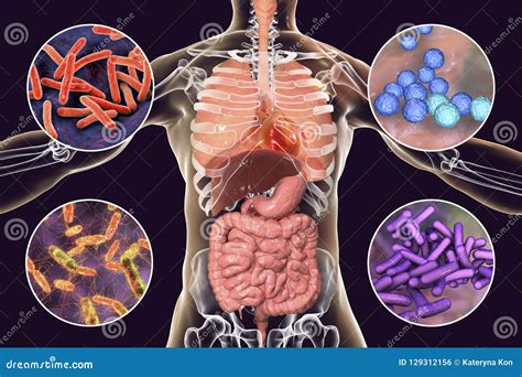 Patógeno Patógenos Humanos De Los Microbios, Respiratorios Y Entéricos ...