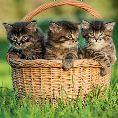 3 kittens in a basket Wicker Laundry Basket, Wicker Baskets, Cats And ...