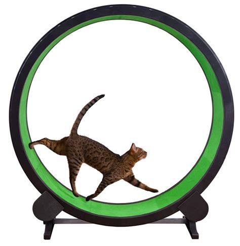 Keep your feline fit and happy with these 8 great toys | CBC Life