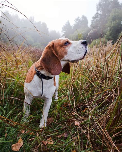 Hunting Dog Breeds - The Best Dogs For Sporting Owners