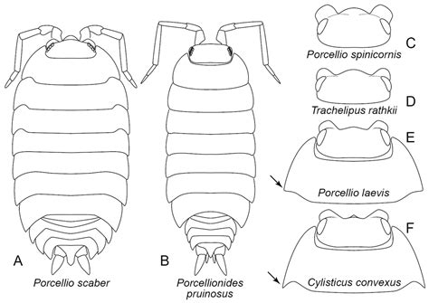 Isopod Anatomy - Anatomy Book