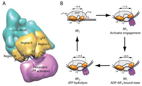 Biomolecules | Free Full-Text | A Perspective on the Enhancer Dependent ...