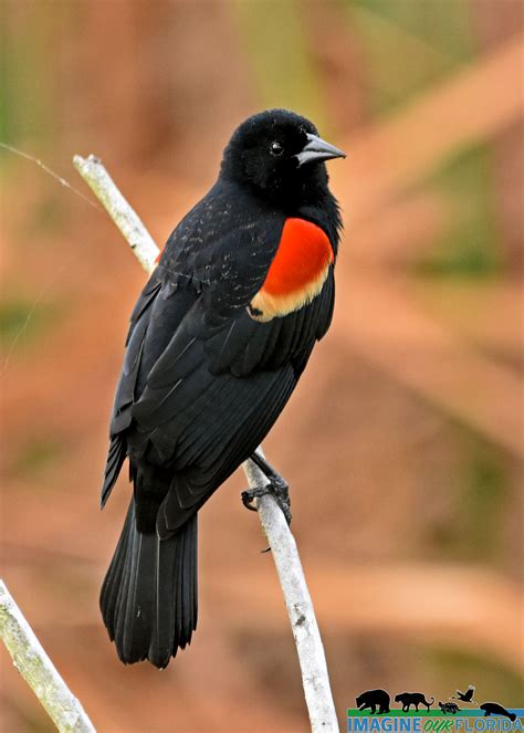 Red-winged Blackbird – Imagine Our Florida, Inc