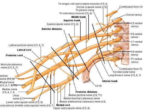 Brachial Plexus Anatomy