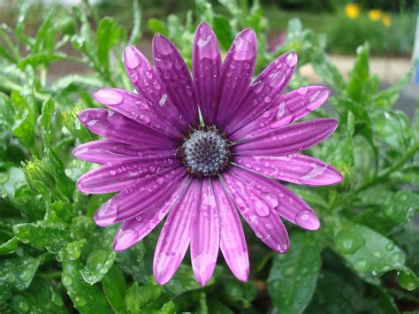 Love, Joy and Peas: Rainy Day Flowers: This Week in My Maryland Garden