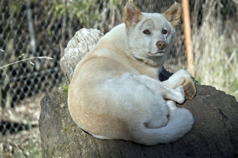 White dingo stock photo. Image of wild, animal, pack - 22743620