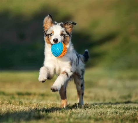 Puppy games help teach commands, prevent boredom