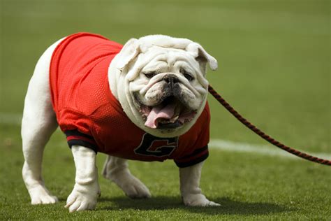 Our best photos of Georgia Bulldog mascot Uga