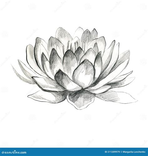 Lotus. Pencil Lotus Flower. Water Lily. Pencil Drawing of a Water Lily ...