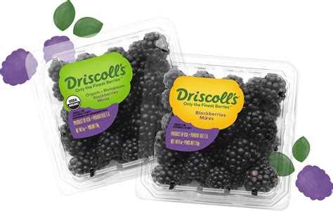 Fresh Blackberries & Organic Blackberries | Driscoll's