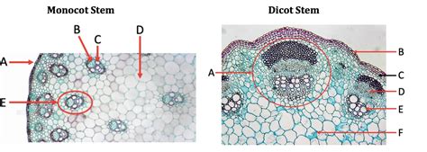 Monocot Vs Dicot Stem Cross Section