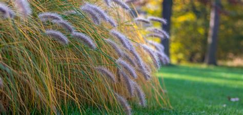 Ornamental Native Grasses for Your Garden - List by Fantastic Gardeners