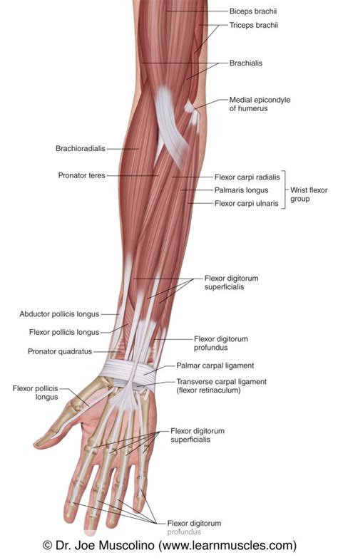 Muscles of the Anterior Forearm - Superficial View - Learn Muscles