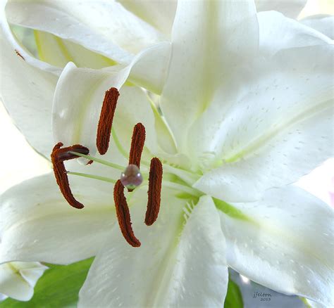 Pollinated white tiger lily Photograph by Julianne Felton - Fine Art ...