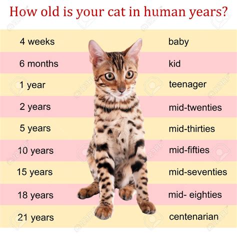 Pet Age Concept. Comparison Chart Of Cat And Human Years As Background ...