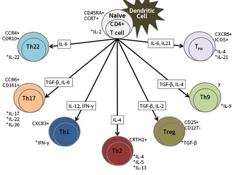 Cluster of differentiation in regulatory T cell