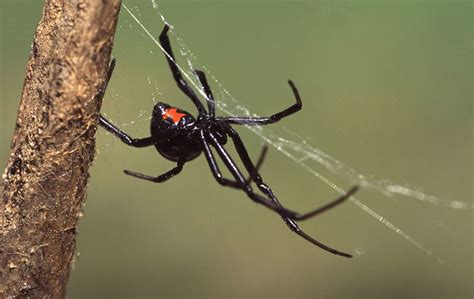 Black Widow - Action Pest Services