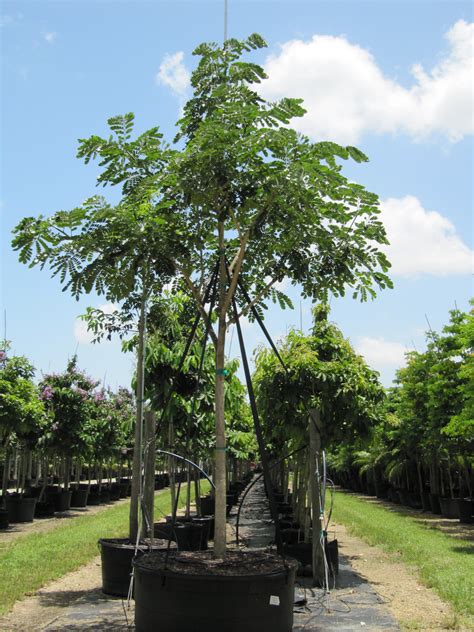 Samanea Saman - Monkeypod / Rain Tree for Sale Florida | Treeworld ...