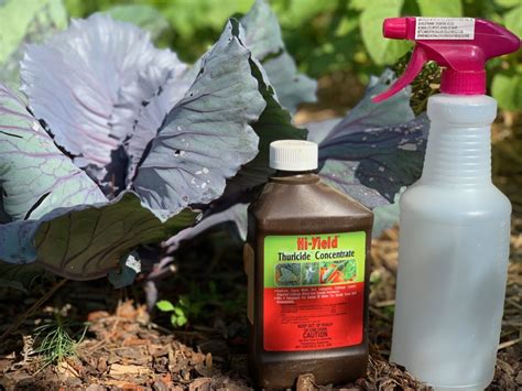 7 Organic Pesticides and their Uses | The Beginner's Garden