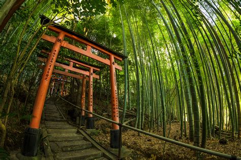 Secret Bamboo Forest of Fushimi Inari Shrine - Travel Caffeine