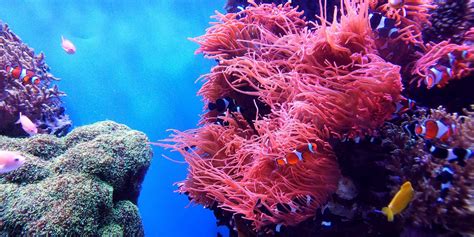 15 Facts about Coral Reefs | Facts