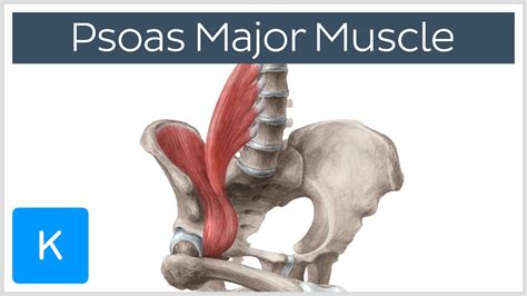 Psoas Abscess Anatomy