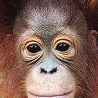 Looking into the eyes of an orangutan… – Orangutan Foundation International