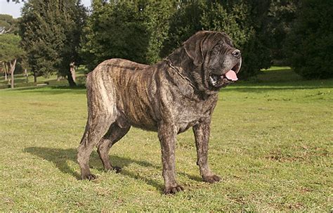 Mastiff Dog Breed: Info, Pictures, Facts, Care & Traits – Dogster