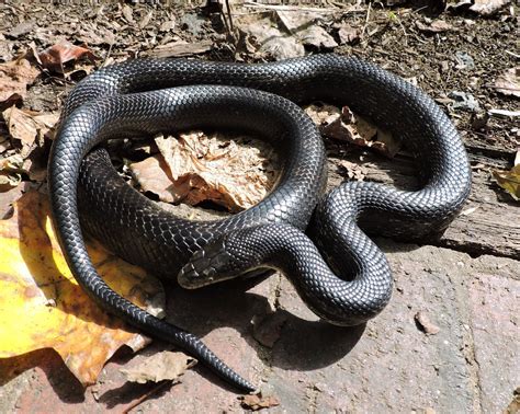 Capital Naturalist by Alonso Abugattas: Eastern (Black) Ratsnakes