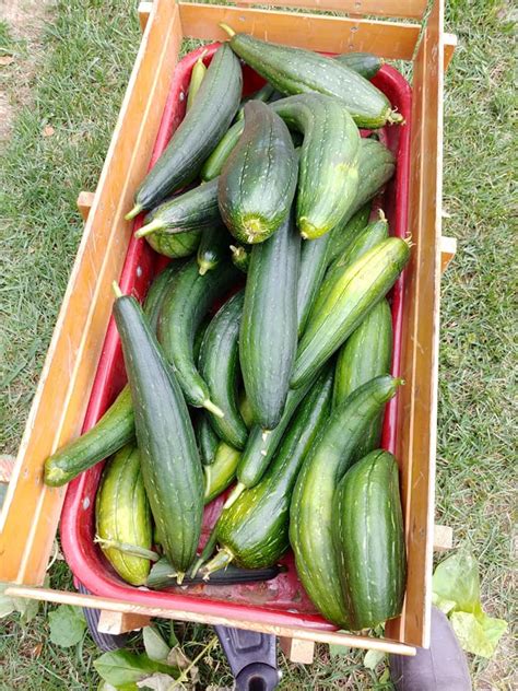 How To Harvesting Loofah Gourds; Loofah Sponges - Jett's Kitchen