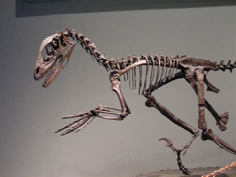 Deinonychus - Fossil Wiki, the paleontology wiki