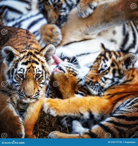 Tigress with Cub. Tiger Mother and Her Cub Stock Photo - Image of tiger ...