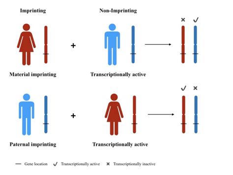 The Molecular Mechanism of Genomic Imprinting – Genetic Education