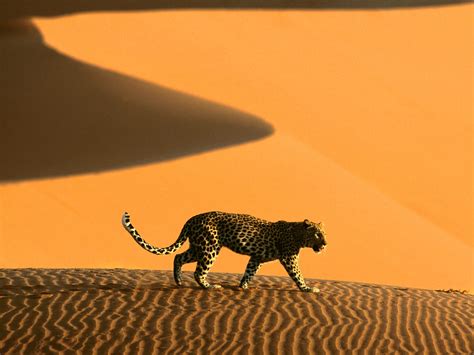 Pictures: Sossusvlei Namib Desert, Namibia | Amazing, Funny, Beautiful ...