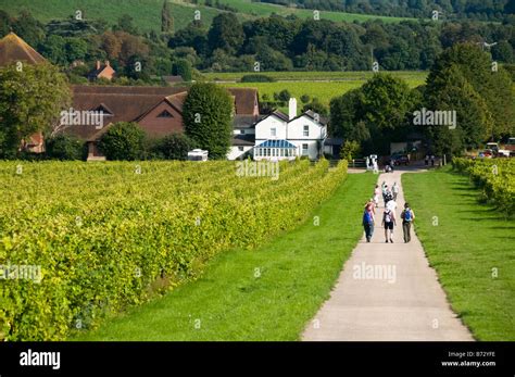 Denbies Wine Estate, Dorking, Surrey, UK Stock Photo - Alamy