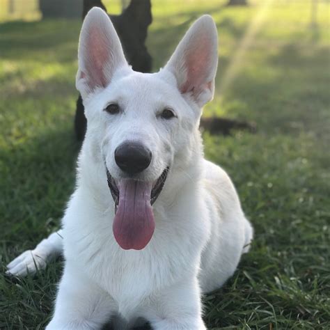 White German Shepherd 6 months #germanshepherd | German shepherd ...