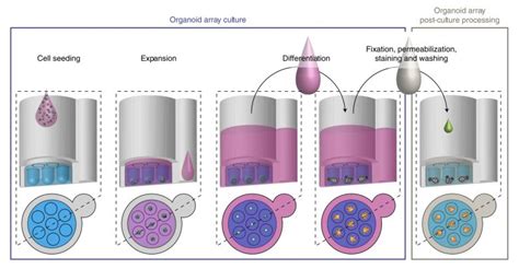 High-throughput automated organoid culture via stem-cell aggregation in ...