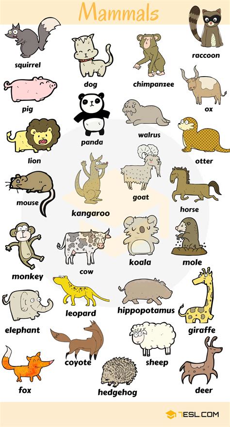 List Of Mammals: Useful Mammal Names With Pictures - 7 E S L