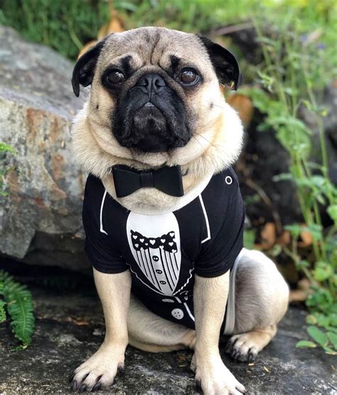 The 15 Best Pug Halloween Costumes of All Time | The Dogman