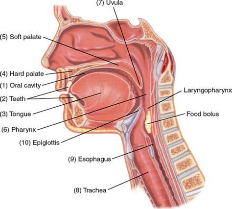 Med Term, Chapter 6, The Digestive System: The Mouth Diagram | Quizlet