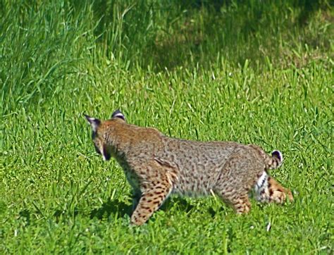 Bobcat Colors | Perhaps these great contrasts in color betwe… | Flickr