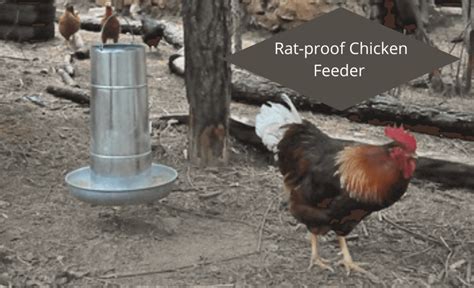 Best Rat-proof Chicken Feeder for your flock 2022: Review - Sterling ...