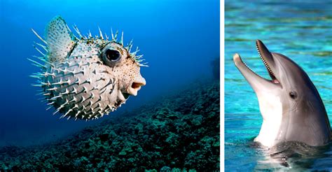 Amusing Video of Dolphins Getting High Off Pufferfish Goes Viral