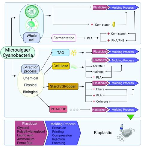 General process of bioplastic production from microalgae biomass ...