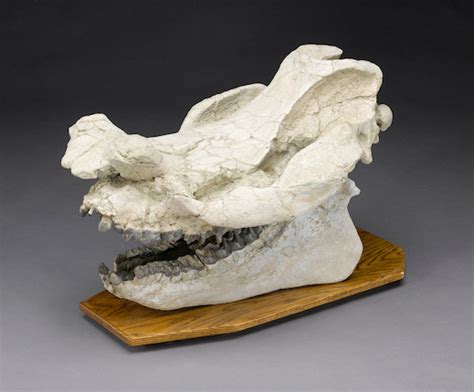 Bonhams : Impressive Titanothere Skull