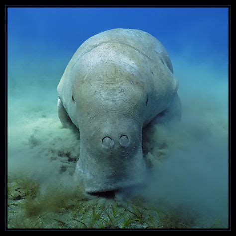 15 Best Dugong (related to the manatee), Australia ideas | dugong ...