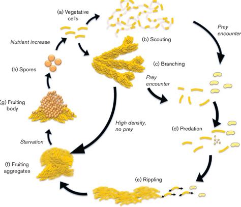 Figure 3 from The predatory life cycle of Myxococcus xanthus ...